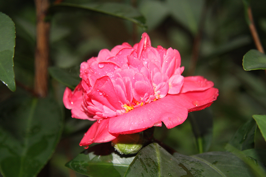 夏梦衍平棕榈四季茶花