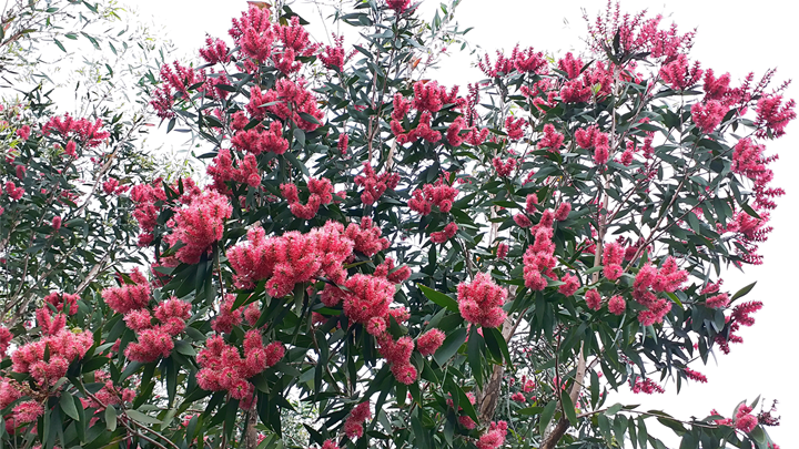 红花白千层
