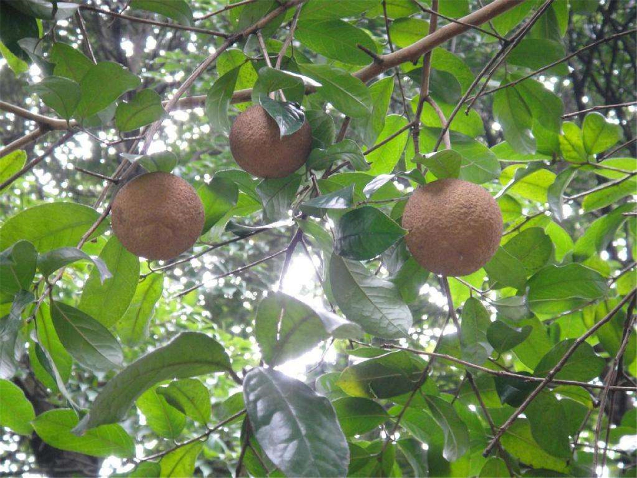 红皮糙果茶
