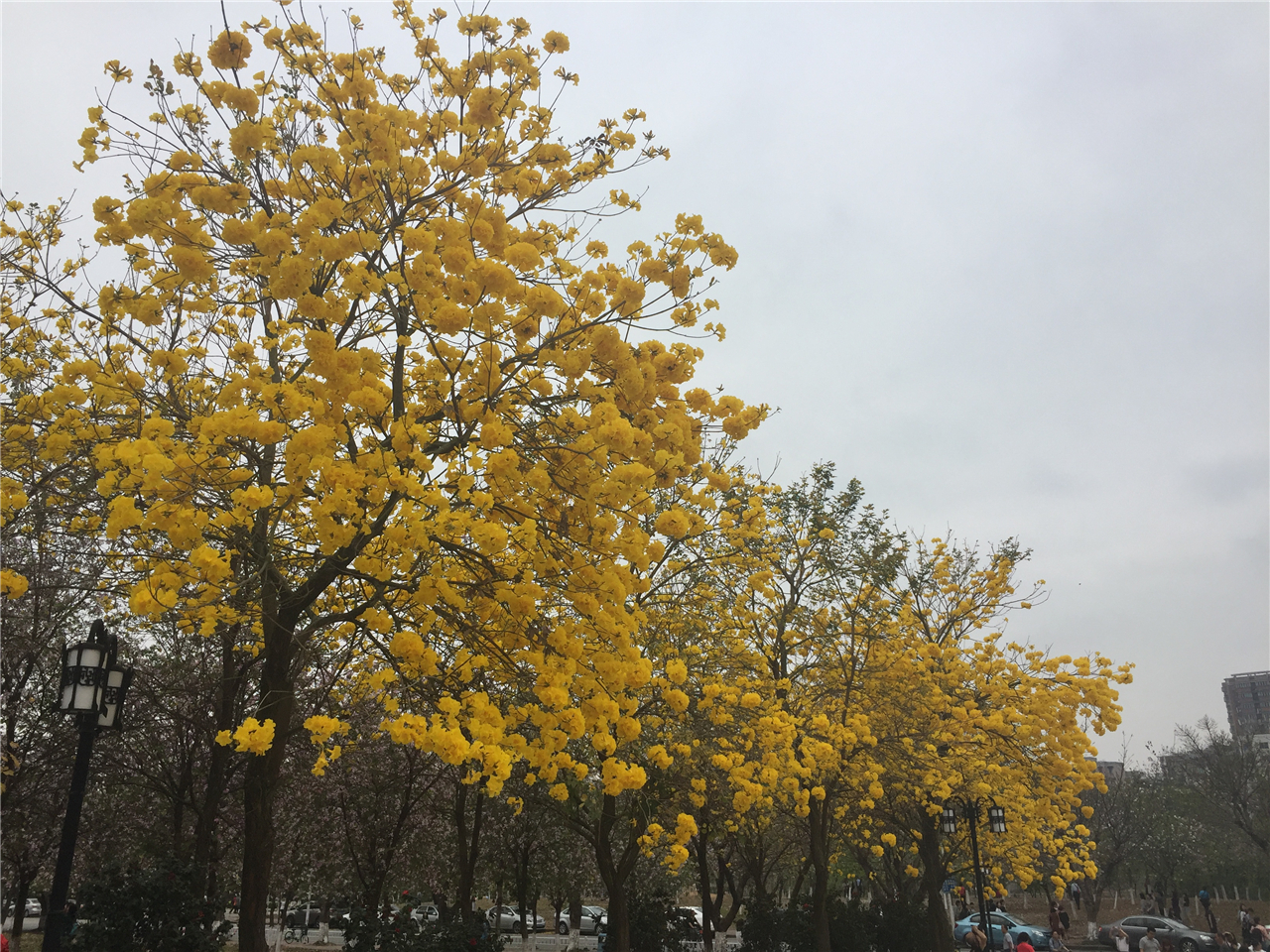 黄花风铃木