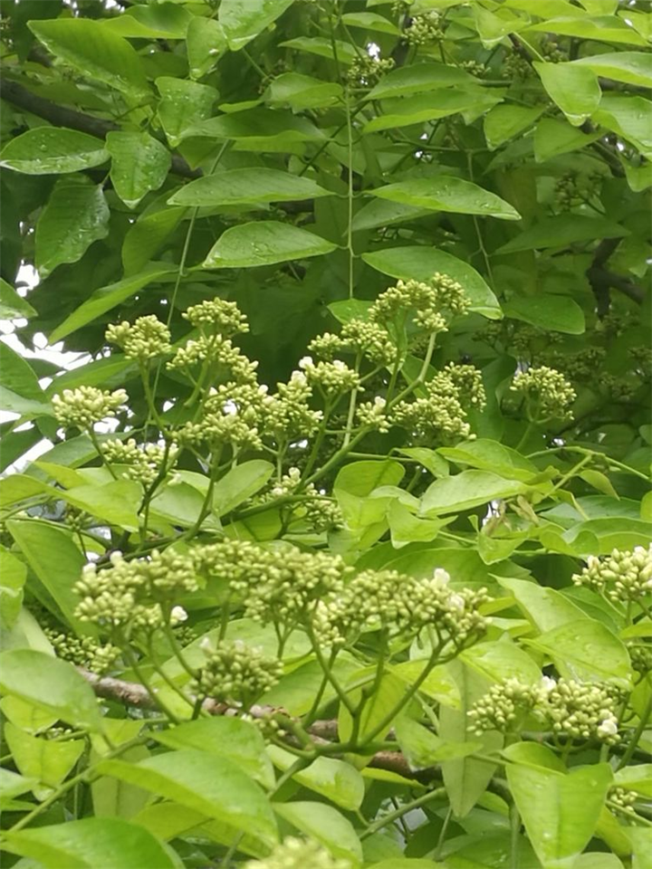 降香黄檀