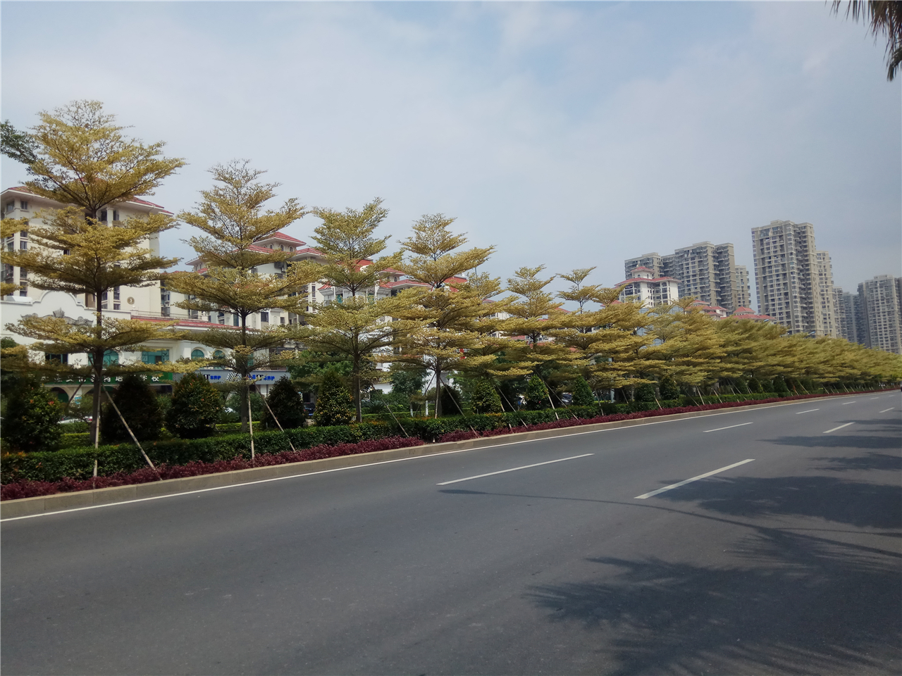 锦叶榄仁