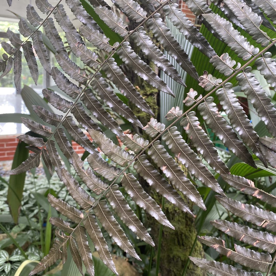 大叶黑桫椤