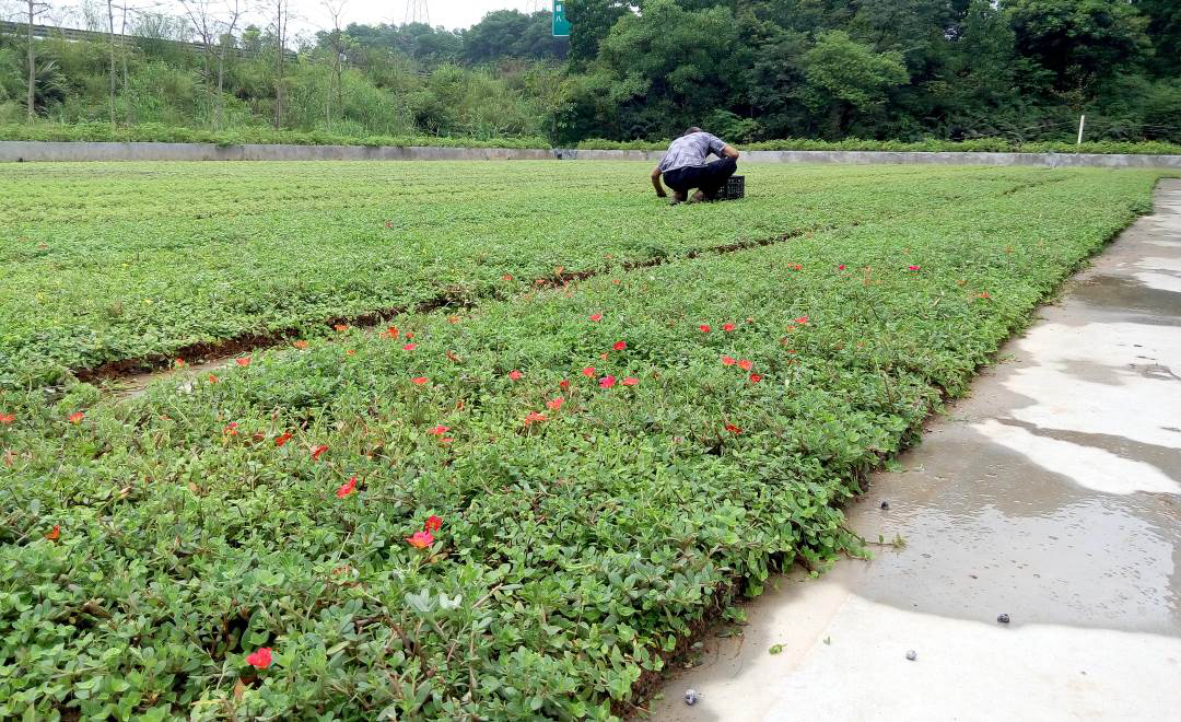 边坡植被砖苗圃生产实况