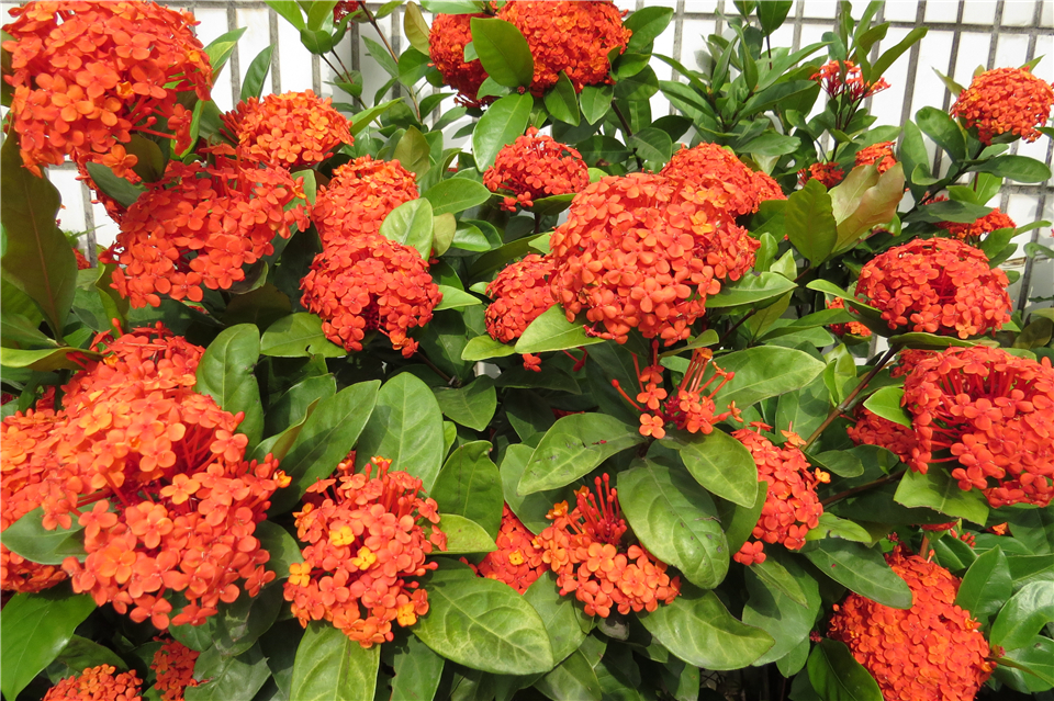龙船花