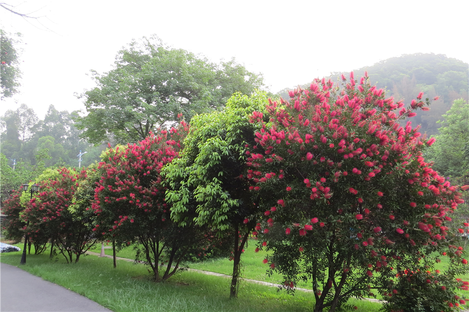 美花红千层
