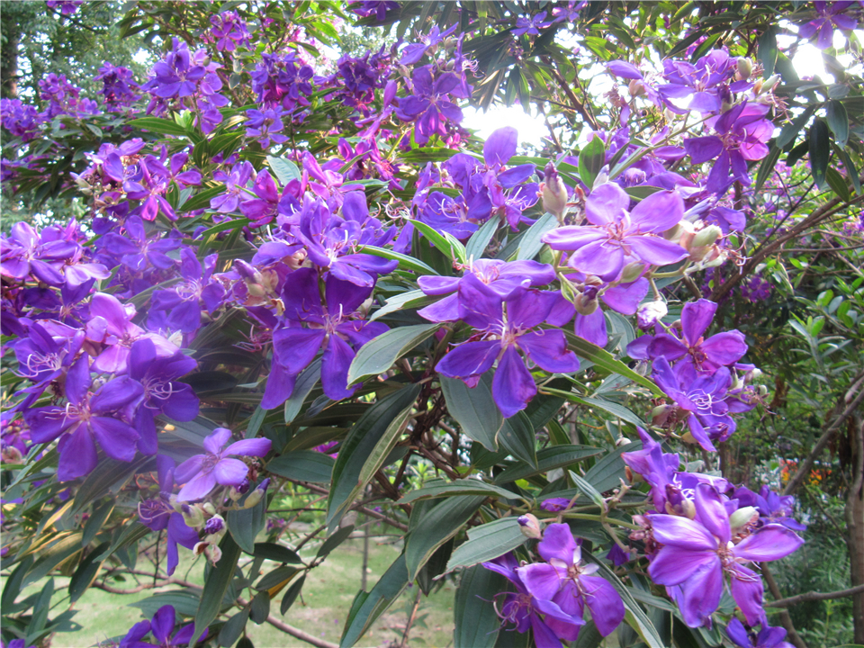 角茎野牡丹(角茎蒂牡花)
