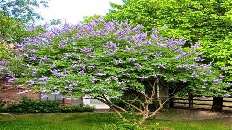 穗花牡荆