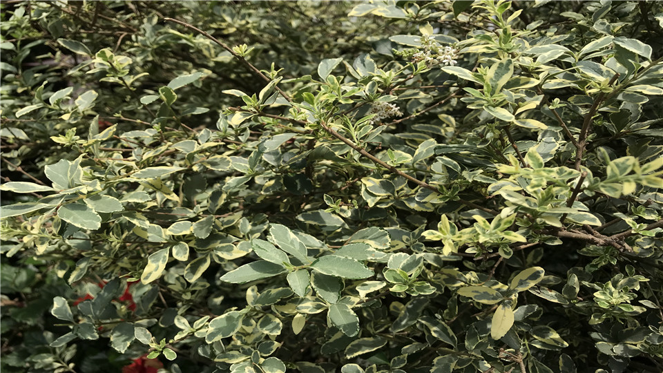 花叶山指甲(‘银姬’小蜡)