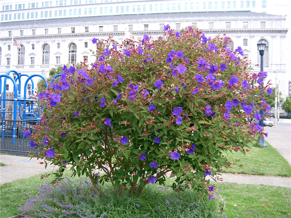 蒂牡花