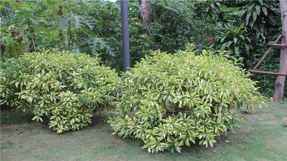花叶灰莉