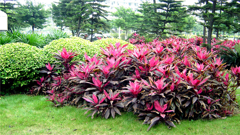 亮叶朱蕉