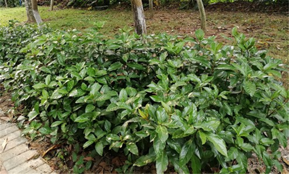 草珊瑚九节茶节骨茶