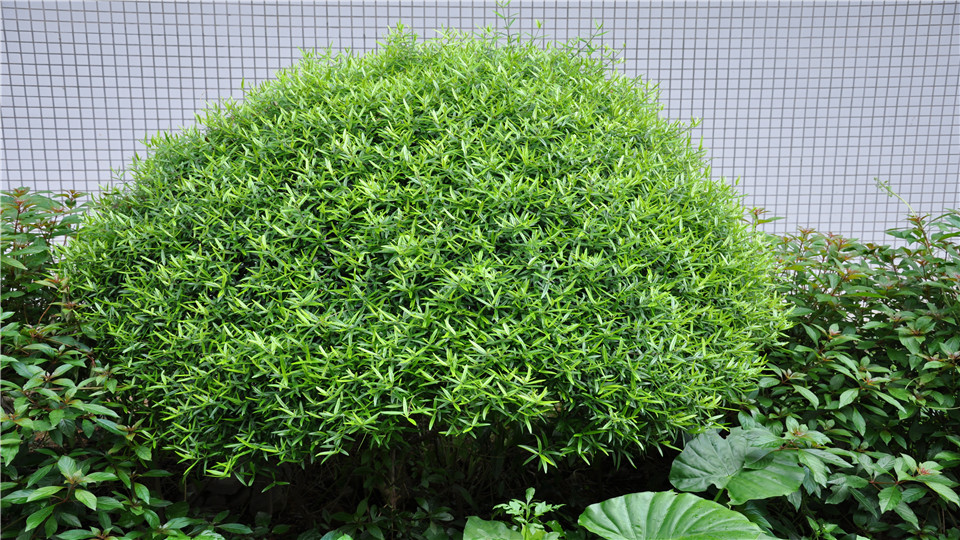 尖叶木犀榄(锈鳞木犀榄)