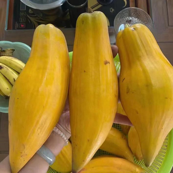 蛋黄果‘木瓜仙桃’
