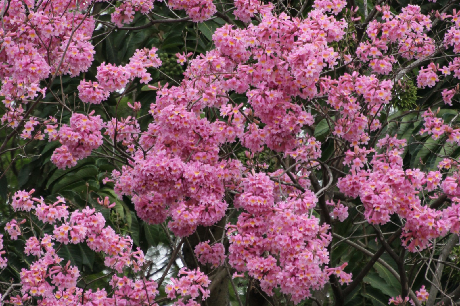 紫花风铃木