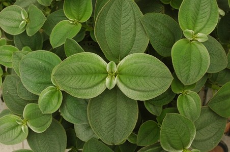 银毛野牡丹