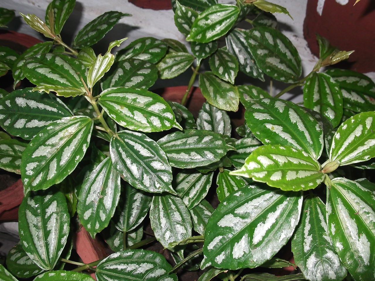 花叶冷水花