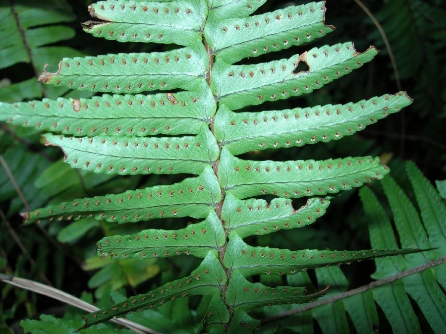 肾蕨