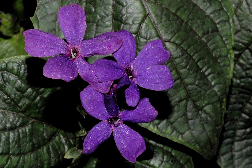 可爱花