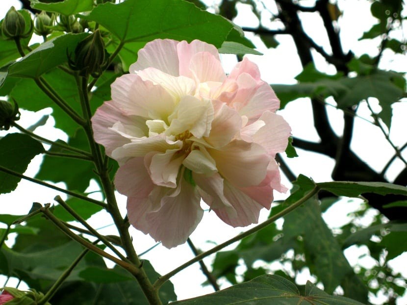 木芙蓉