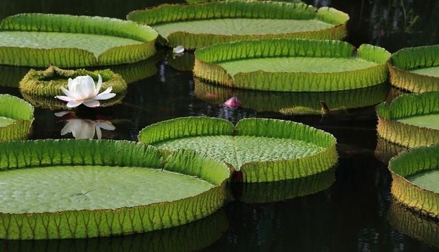 王莲