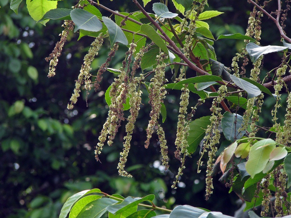 红花天料木