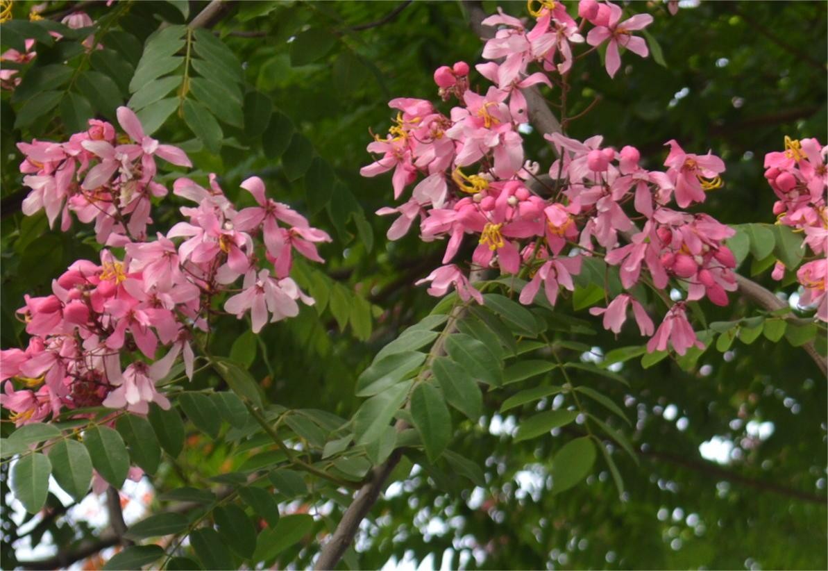 粉花山扁豆