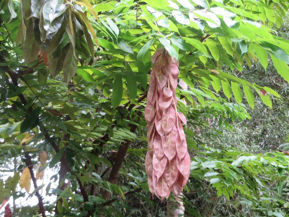 垂枝无忧花
