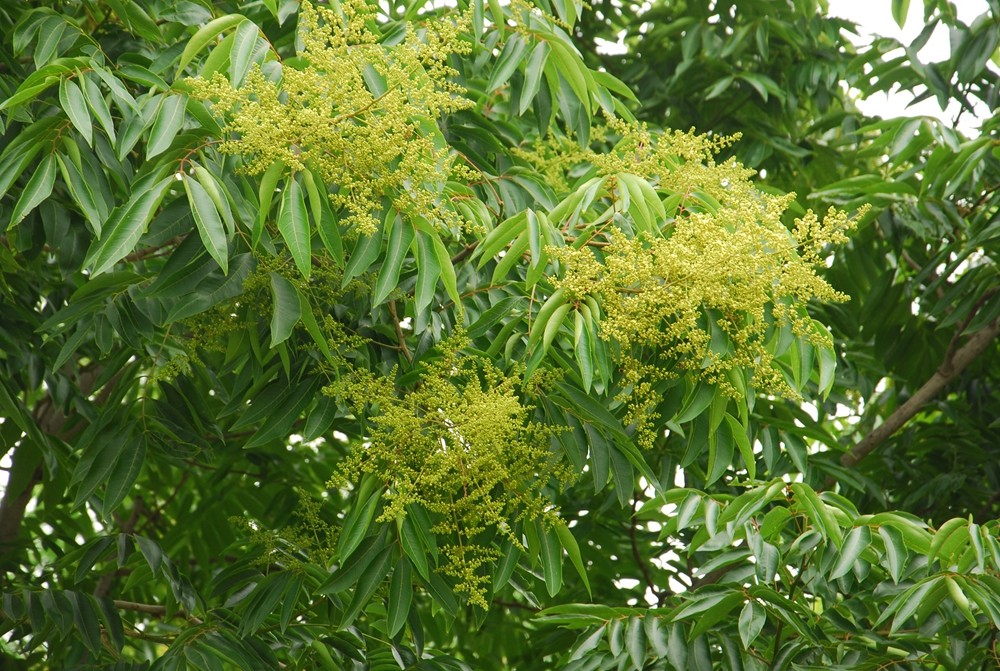 黄花梨