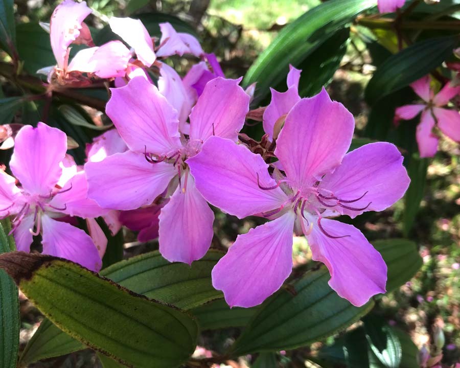 大花蒂牡花