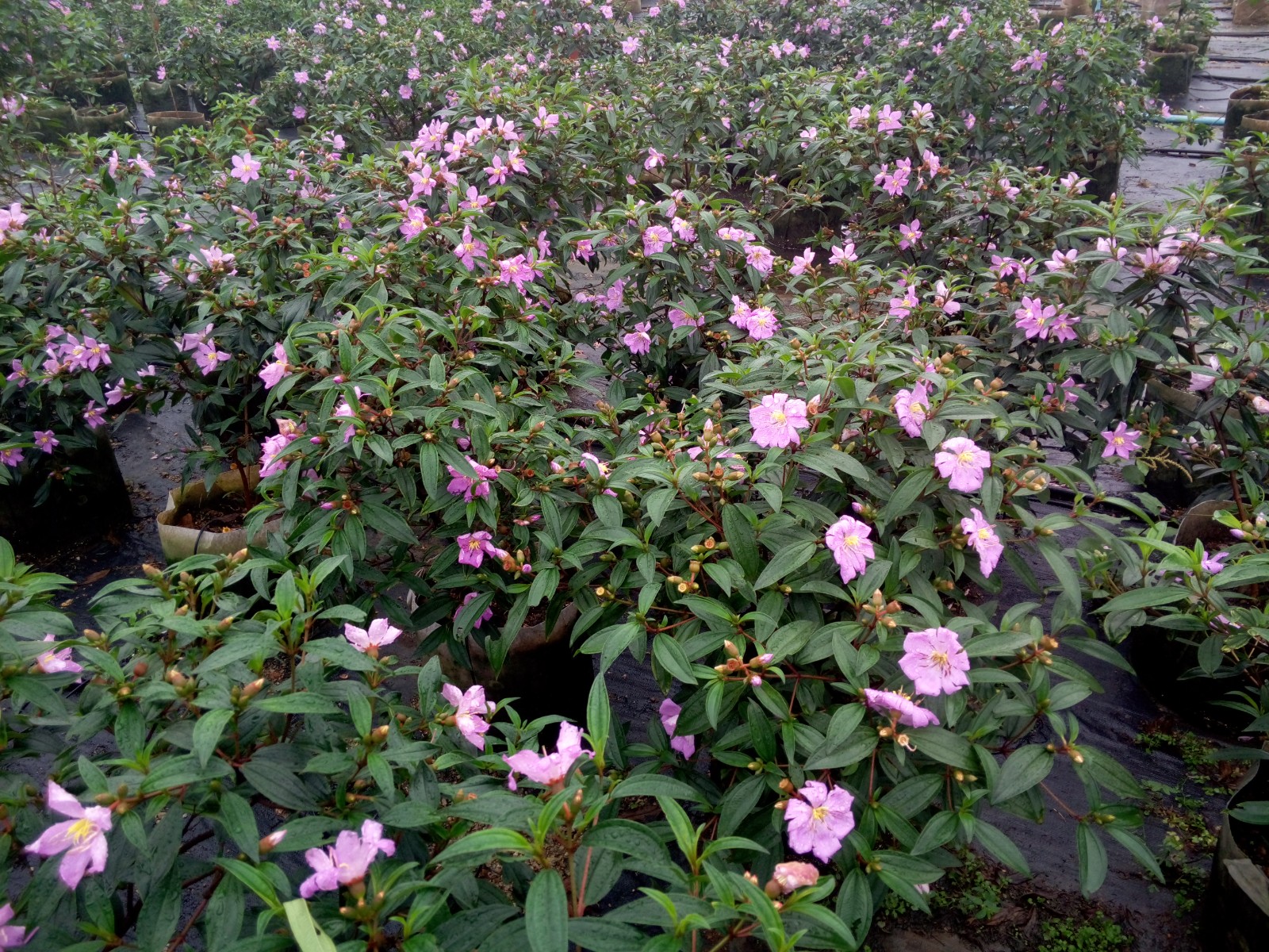 印度野牡丹(粉花)