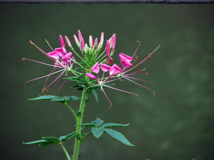 醉蝶花