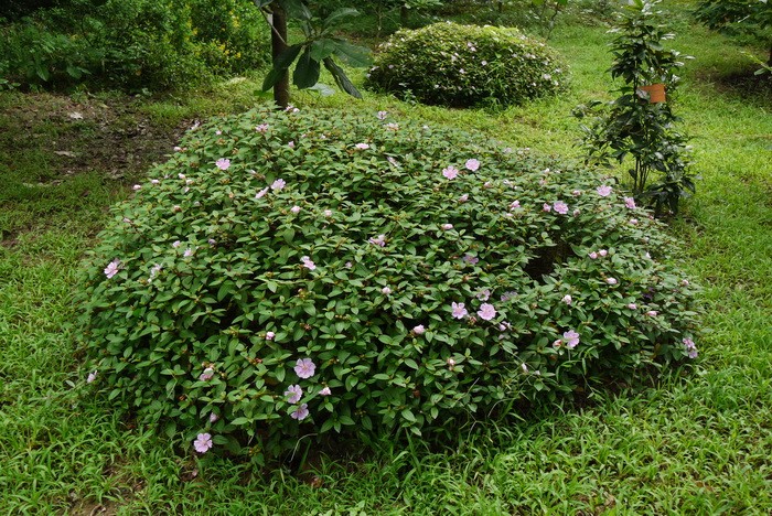 细叶野牡丹
