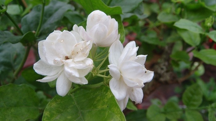 茉莉花