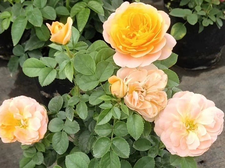 月季(月季花、玫瑰)