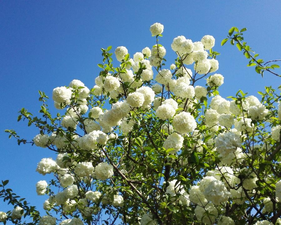 木绣球