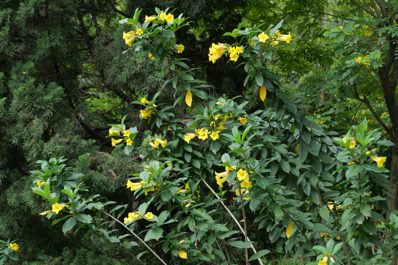 硬枝黄蝉(黄蝉)