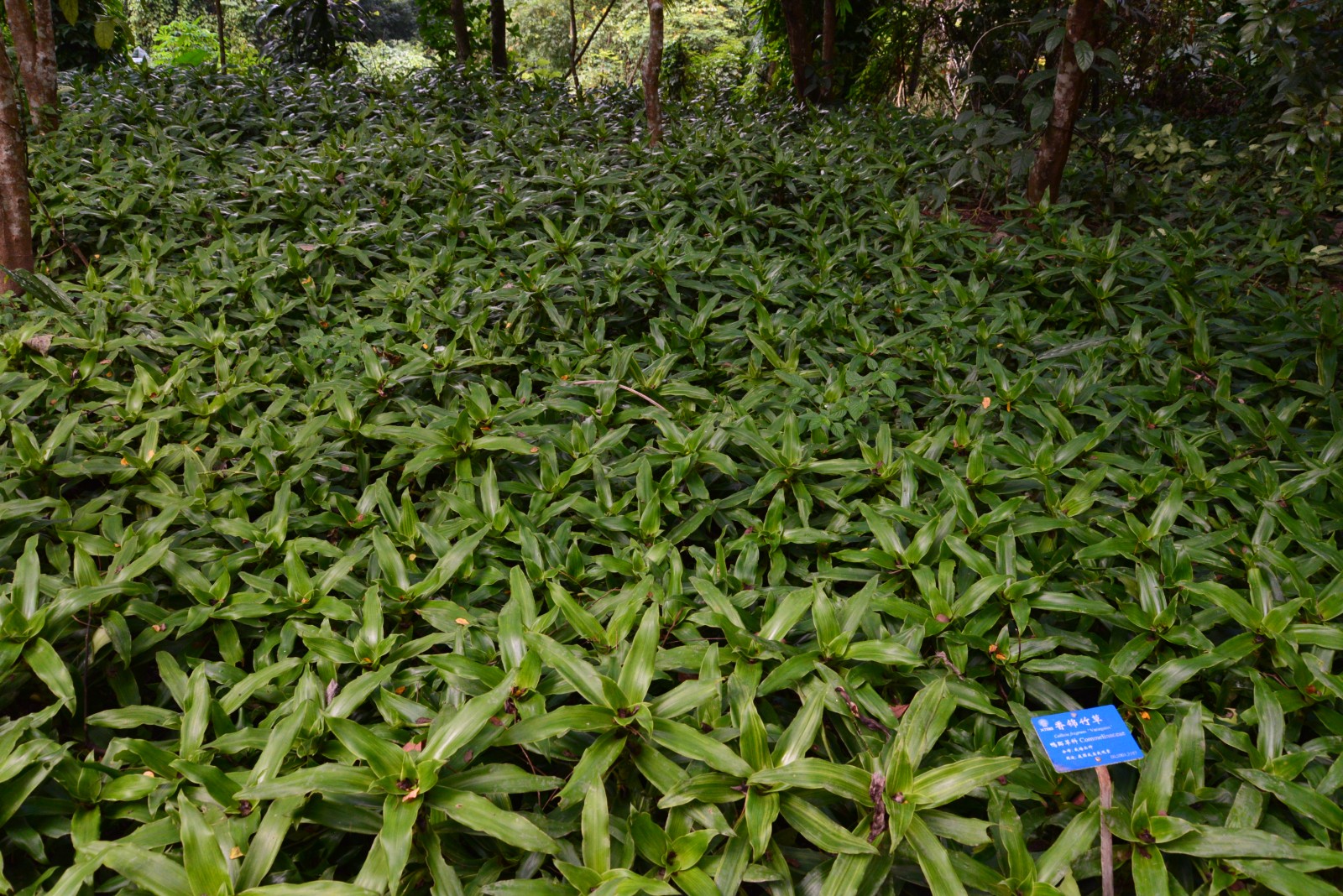 香锦竹草