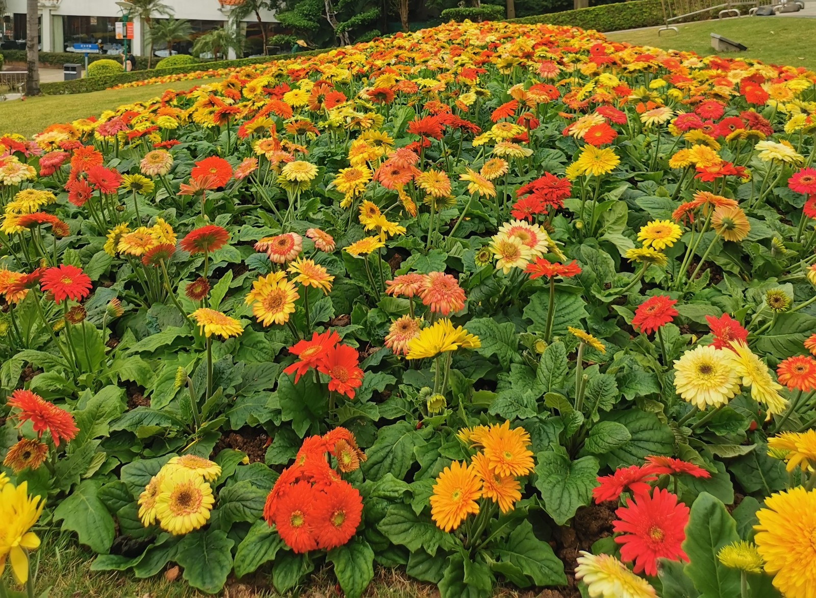 非洲菊