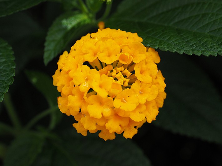 黄花马缨丹