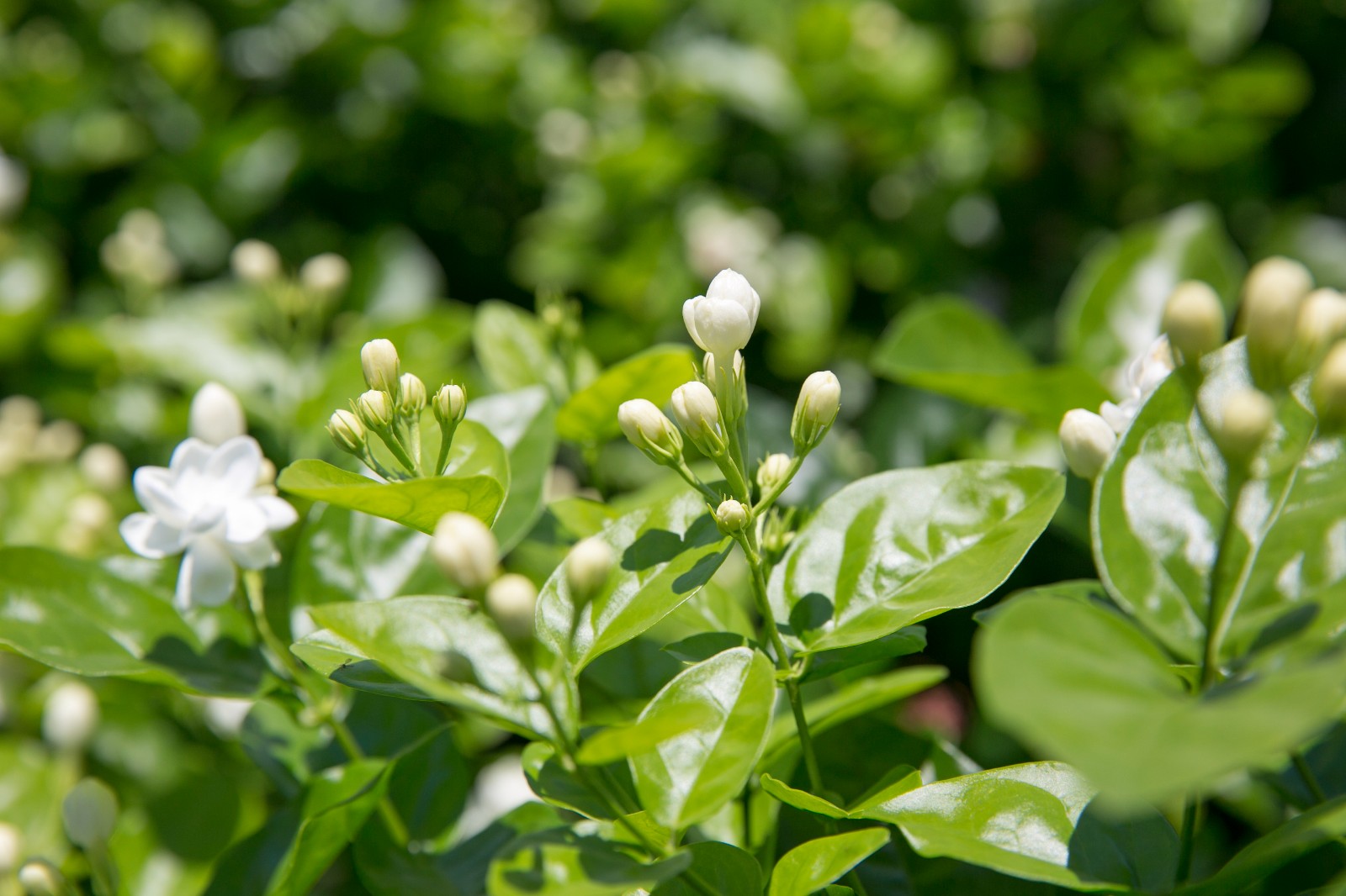 茉莉