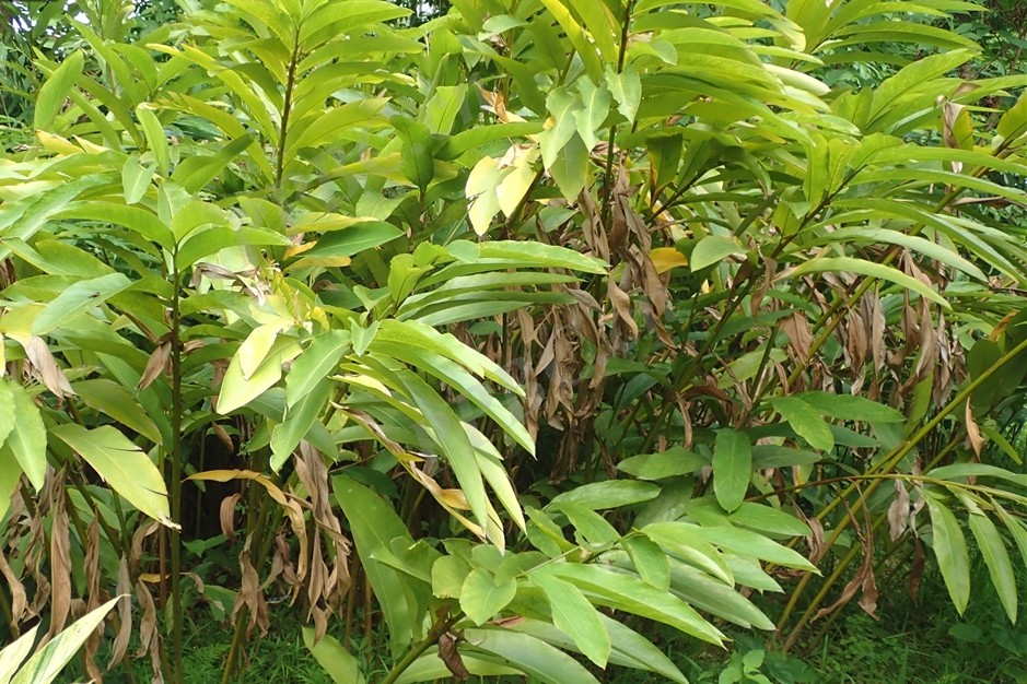 红茴砂