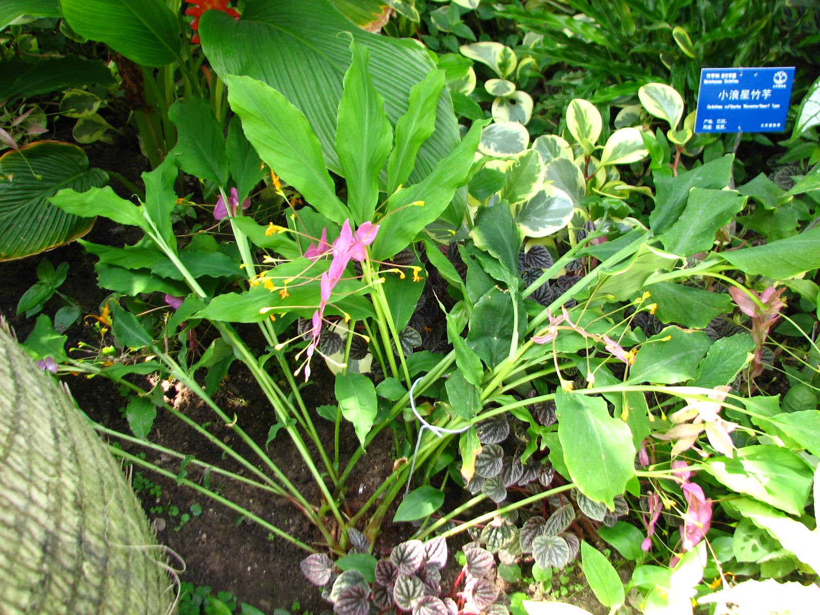 紫球舞花姜
