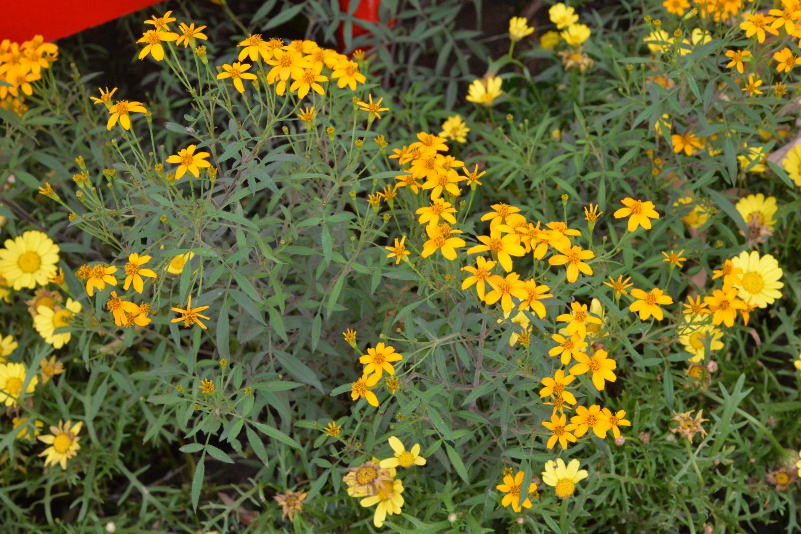 芳香万寿菊