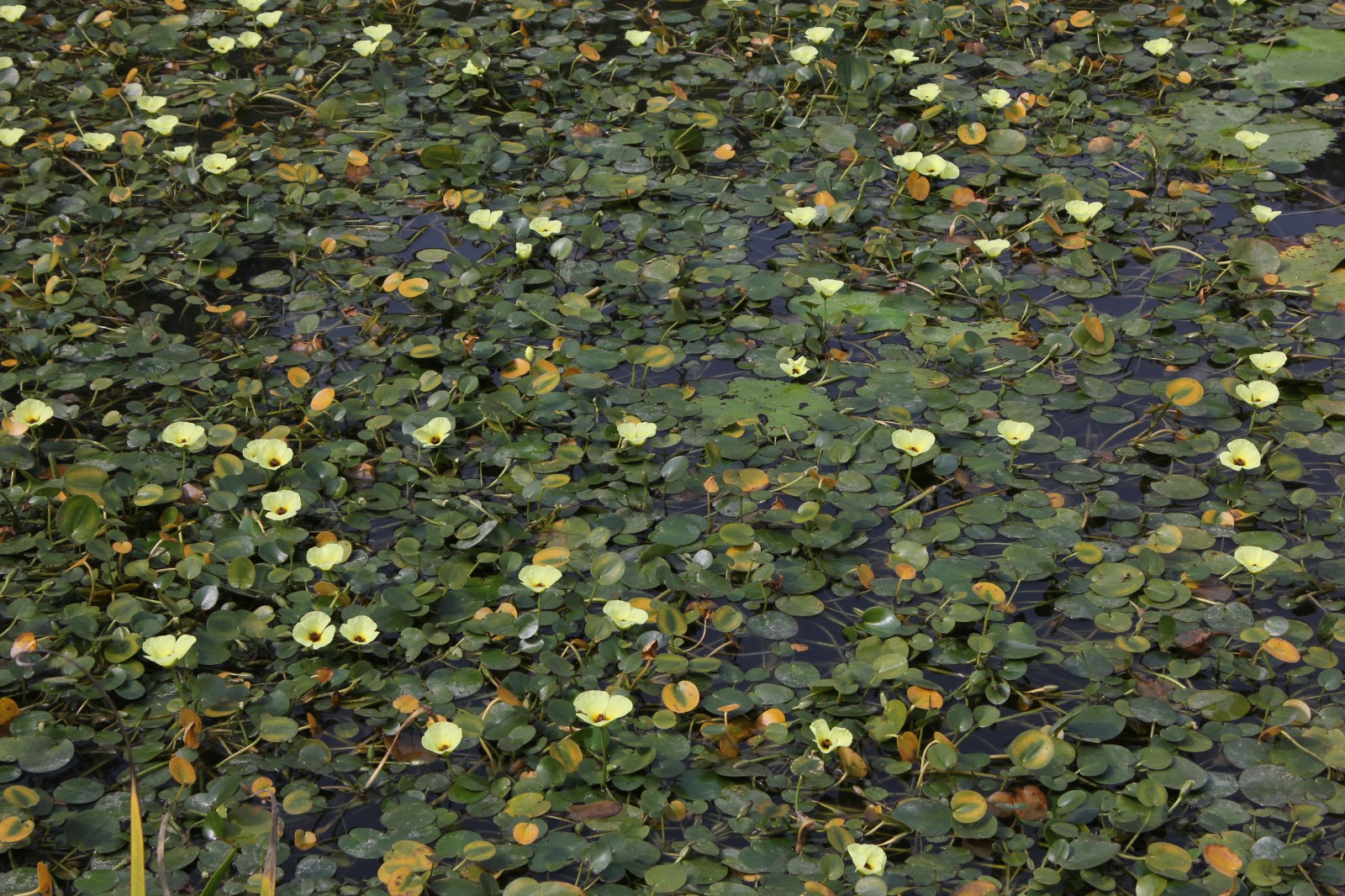 水金英