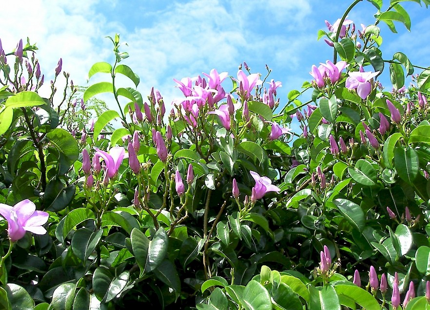 橡胶紫茉莉