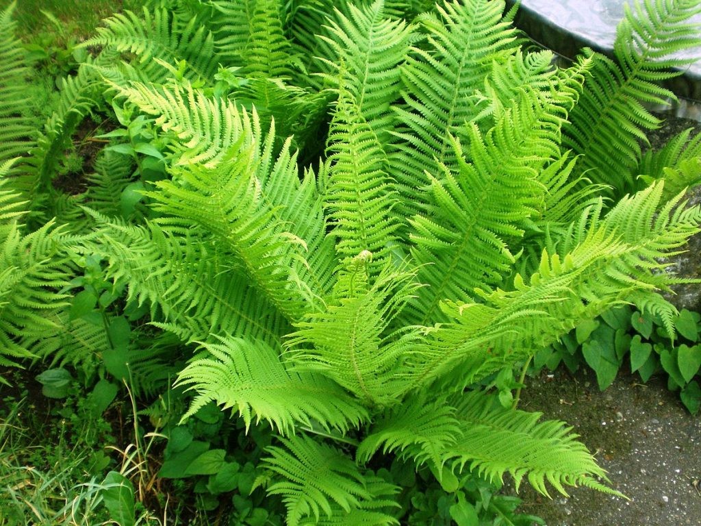 荚果蕨