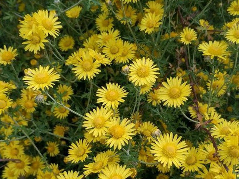 野菊(菊花脑)