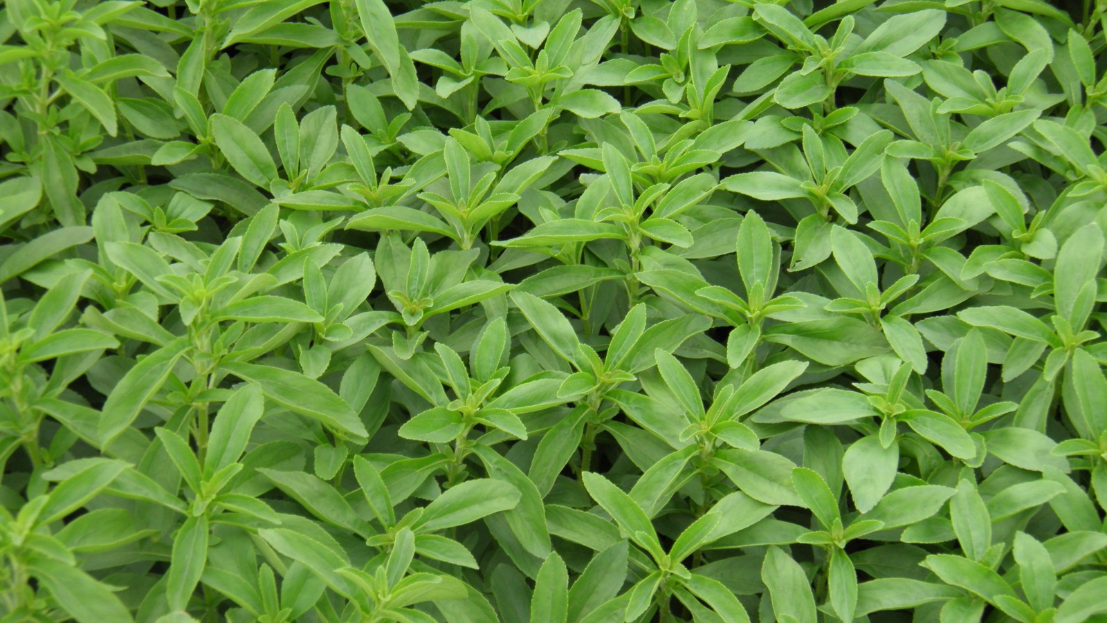 甜叶菊